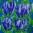 Tulpen Paars (70x70)