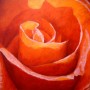 Kunstwerk rozenspiraal