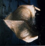 PLASTIEK VAN BOTENBOUWERS PLASTIK MET AKRIEL OM TE KLEUREN. PLASTIEK VAN BOTENBOUWERS PLASTIK MET AKRIEL OM TE KLEUREN.