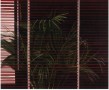 zonder titel (plant en luxaflex) Kunstwerk zonder titel (plant en luxaflex)