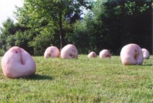 zwammende hoofden zwammende hoofden