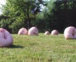zwammende hoofden Kunstwerk zwammende hoofden