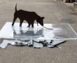 Narcissus Kunstwerk Narcissus