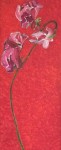 roze lathyrus op rood roze lathyrus op rood