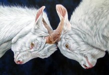 Twee geiten Twee geiten