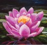 Rose waterlelie Kunstwerk Rose waterlelie