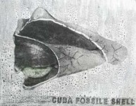 Cuba fossile shell Cuba fossile shell
