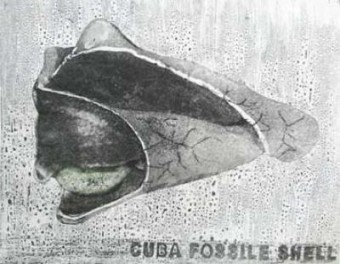 Cuba fossile shell