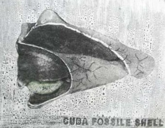 Cuba fossile shell Cuba fossile shell