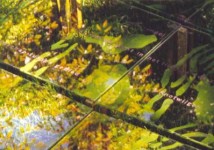 Detail Glazen Veld Detail Glazen Veld