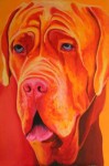 Gele Mastino Gele Mastino