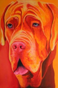 Gele Mastino Gele Mastino
