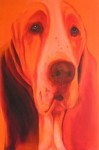 Oranje Basset Oranje Basset