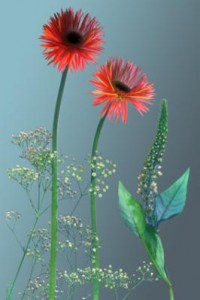 fourfleur compilatie fourfleur compilatie