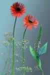 fourfleur compilatie fourfleur compilatie