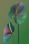 fourfleur fallus fourfleur fallus