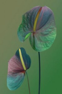 fourfleur fallus fourfleur fallus