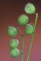 fourfleur teelbal Kunstwerk fourfleur teelbal