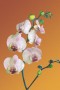Kunstwerk fourfleur orchidee