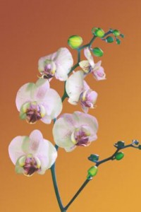 fourfleur orchidee fourfleur orchidee