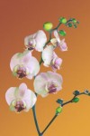 fourfleur orchidee fourfleur orchidee