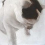 kat Kunstwerk kat