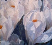 witte krokussen witte krokussen