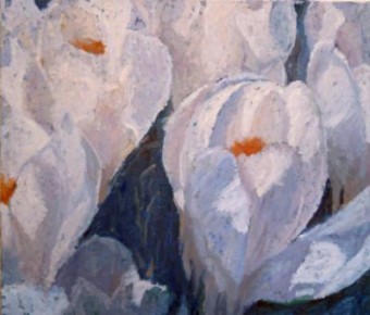 witte krokussen witte krokussen
