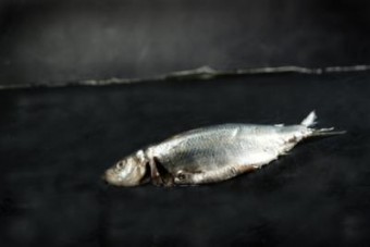 Fish on the dry Fish on the dry