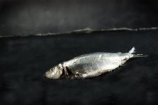 Fish on the dry Fish on the dry