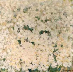 witte bloemen-weide