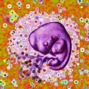 Embryo 4