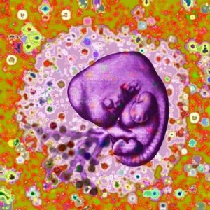 Embryo 4 Embryo 4