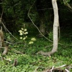 Wild Woods Wild Woods