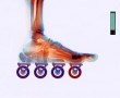 homo sapiens skatesiensis Kunstwerk homo sapiens skatesiensis