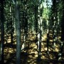 freaky forrest Kunstwerk freaky forrest
