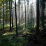 sublime landscape mystiek bos Kunstwerk sublime landscape mystiek bos