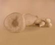 species of origin 2 (foto 2/2) Kunstwerk species of origin 2 (foto 2/2)