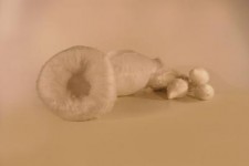 species of origin 2 (foto 2/2) species of origin 2 (foto 2/2)