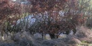 doorheen de heg doorheen de heg