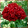 Papaver Kunstwerk Papaver