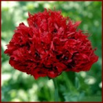 Papaver Papaver