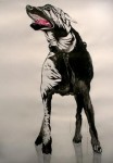Hond Hond