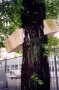 After Time (1A.)/ White Elements 1. / Rotterdam / Baum 4 & 5  Kunstwerk After Time (1A.)/ White Elements 1. / Rotterdam / Baum 4 & 5
