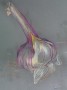 The garlic Kunstwerk The garlic