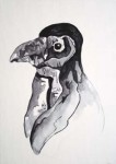Spheniscus Demersus Spheniscus Demersus