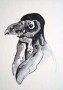 Spheniscus Demersus Kunstwerk Spheniscus Demersus