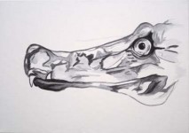 Crocodylus Cataphractus Crocodylus Cataphractus