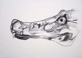 Crocodylus Cataphractus Crocodylus Cataphractus