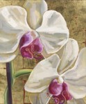 Orchidea oro Orchidea oro